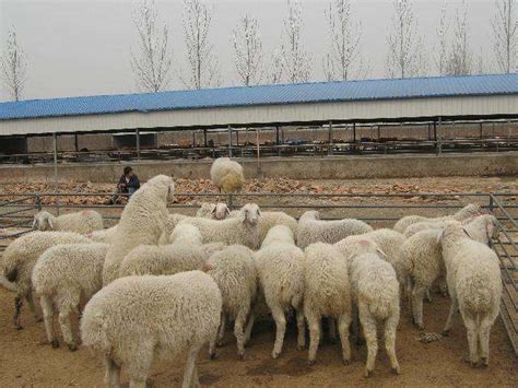 建设标准化养羊场的原则，羊舍面积应根据羊的数量和饲养方法而定 - 新三农