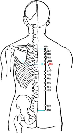 阳关_阳关穴的位置、功效与作用、主治、刺灸法_医学百科