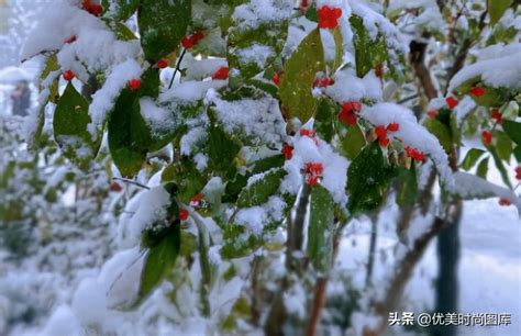 写雪的唯美句子！唯美段落！ - 知乎