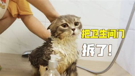 给猫洗澡有必要吗？宠物专家：强迫猫洗澡，猫咪会有生命危险|猫咪|猫|宠物_新浪新闻