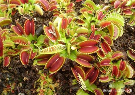 你绝对没见过的全球奇葩植物 - 花百科