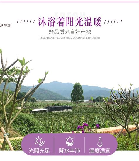 会泽葡萄_会泽县水果现代农业产业园信息化管理平台|www.huizeshuiguo.com