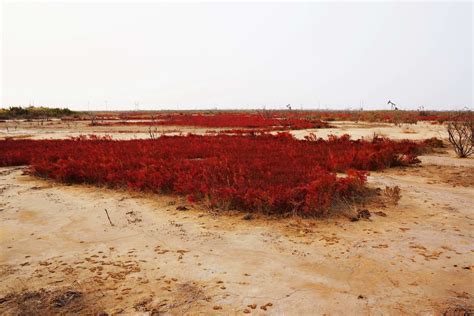 中国最美的高原湿地，广袤无垠，水草丰茂，你知道是哪吗？|青藏高原|若尔盖|草原_新浪新闻