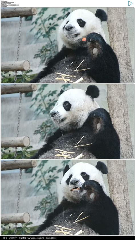大熊猫吃胡萝卜实拍视频素材图片_实拍素材_编号7410597_红动中国