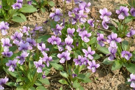 紫花地丁的栽培技术以及繁殖方式_好花网