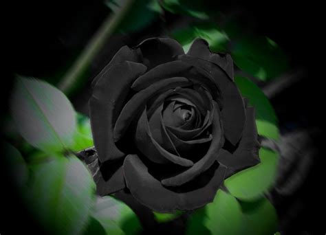 黑玫瑰,一束黑玫瑰,冰玫瑰_大山谷图库