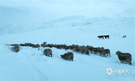 新疆和田策勒县四月飞雪 最大积雪深度50厘米