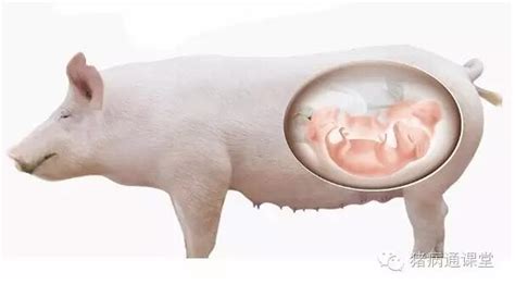 如何应对母猪的繁殖问题？找到根源是关键！-养猪课堂