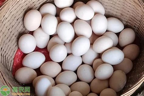 近期市场鸡蛋多少钱一斤？ - 惠农网