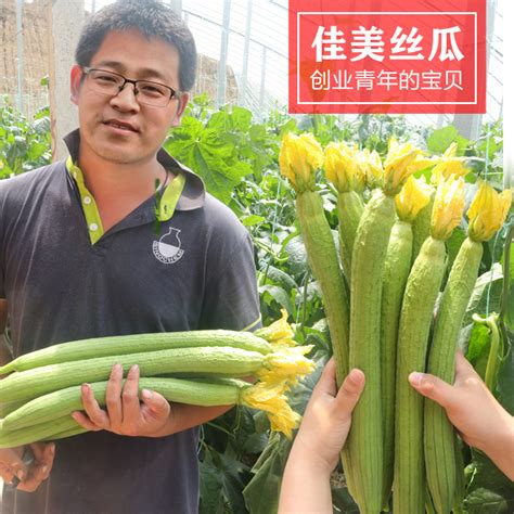 小丝瓜种出大产业 - 乡村振兴在三湘 - 新湖南
