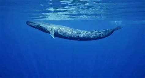 什么是“鲸爆”？为什么鲸落万物生，鲸爆就是自然的“生化武器”_腾讯视频