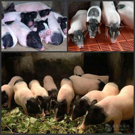 约克夏猪广州出售长白猪苗养殖总场 济宁 鸿超-食品商务网