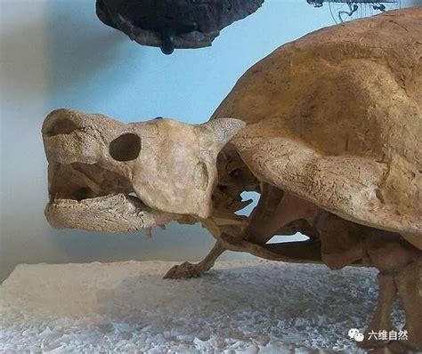 生活了3000万年最巨型陆龟，卷角龟却被人类用300年吃灭绝
