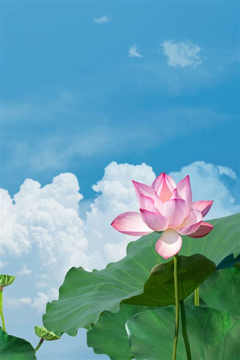 唯美蓝色荷花高清图片