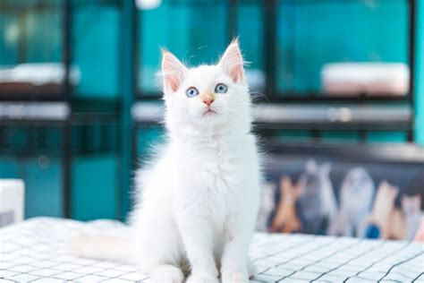 蓝眼睛的白毛皮小猫-千叶网