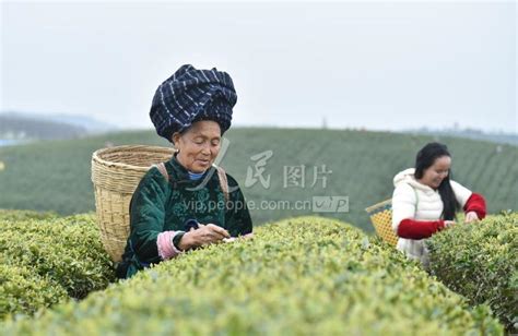 贵州松桃：茄子丰收农民乐-人民图片网