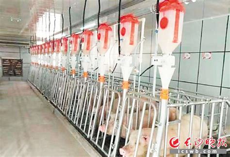 国家出台政策推动生猪规模化养殖，自动猪栏成网红 - 三湘万象 - 湖南在线 - 华声在线