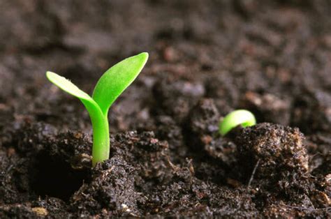 怎么让土壤变得肥沃？ 让土壤变得肥沃的方法介绍|怎么|土壤-知识百科-川北在线