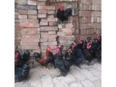 山东观赏鸡_到哪里的购买品种多的元宝鸡,观赏鸡 - 阿里巴巴