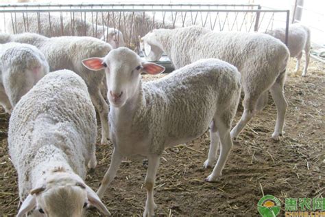 肉羊多少钱一斤？5月8日全国各地区肉羊活羊最新价格行情 - 惠农网