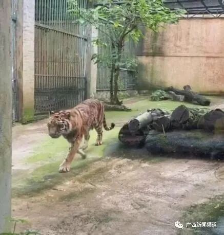 柳州动物园东北虎因为太瘦上热搜，网友质疑受虐待？动物园 ...
