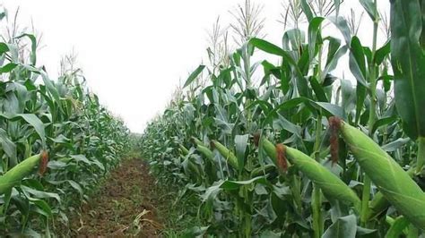 十天后玉米价格预测 - 惠农网