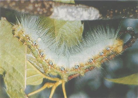石蚕蛾(Hydrpsycheangustipennis)生活图片