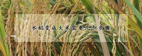 杂交水稻的特点和缺点！杂交水稻是我们吃的大米吗？ - 达达搜