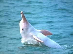 三娘湾白海豚结伴出游-广西高清图片-中国天气网