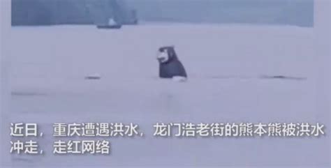 重庆熊本熊还在漂流（图）_奇象网