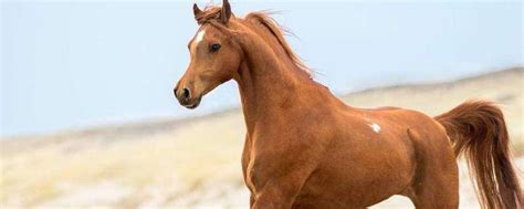 马的寿命一般有多长 - 业百科