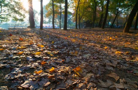 秋季落叶图片-铺满了地面的落叶素材-高清图片-摄影照片-寻图免费打包下载