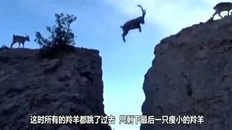 现实版的《羚羊飞渡》，6只羊飞跃悬崖，结局跟课文反差太大了！_腾讯视频