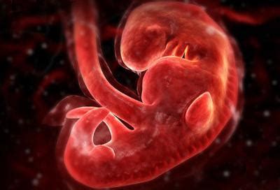 胚胎发育过程图动图_有来医生