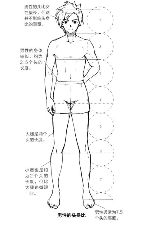 人体比例标准图图片