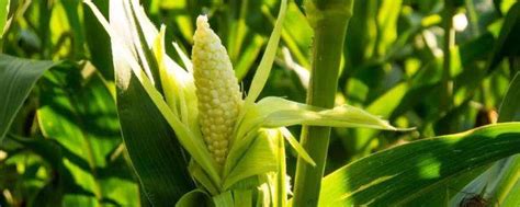 505玉米种介绍-农百科