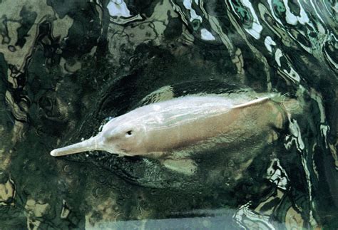 我国独有的动物白鳍豚，宣布灭绝多年，如今又出现了？