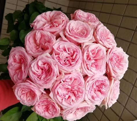 优质白荔枝玫瑰 云南鲜花基地直供 白玫鲜切花批发-阿里巴巴