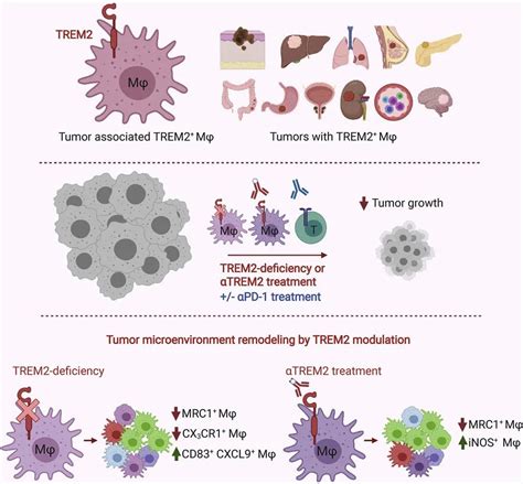 癌症免疫治疗|多面手NK细胞的三重武功：自身受体、ADCC、CAR-NK-免疫-转化医学网-转化医学核心门户