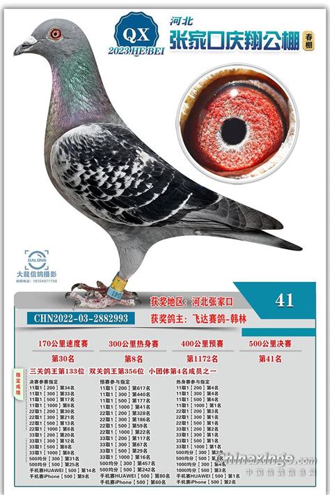 张家口庆翔公棚（春棚）图片查看-中国信鸽信息网各地公棚