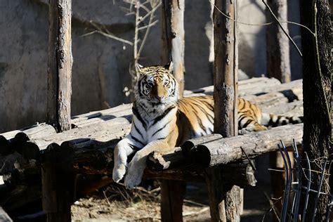 实拍印度动物园内一白虎咬死翻入围栏男学生_海南频道_凤凰网