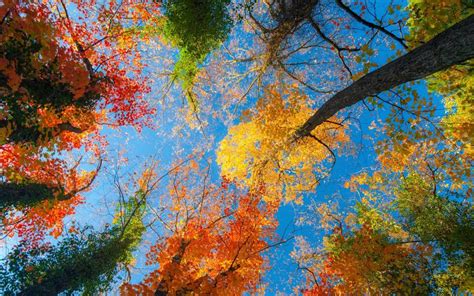 美丽的秋天图片-ZOL素材下载