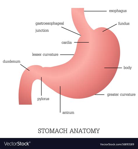 Stomach Anatomy Diagram