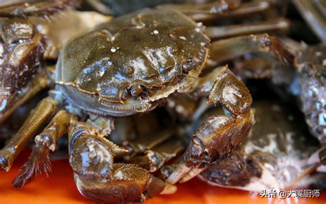 活螃蟹直接冷冻可以吗（活螃蟹最忌直接放冰箱保存，和养殖户学一招，一周还鲜活，不掉肉） | 说明书网