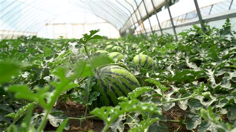 掌握西瓜种植技术，让你的果园丰收满满！（打造高产优质的西瓜果园，从品种选择到生长管理一网打尽）-花植网