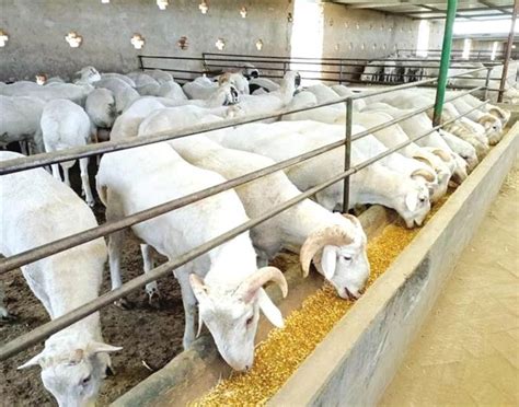 武威古浪 羊产业发展“喜洋洋”_兰州新闻网