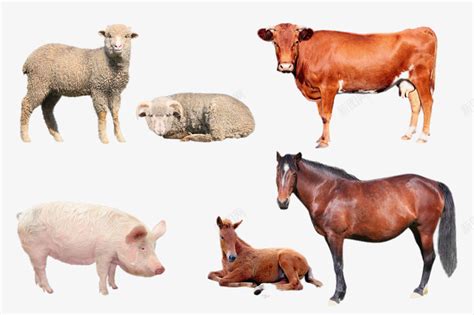 农场动物群：牛羊马驴鸡羔羊母羊山羊猪前白底素材-高清图片-摄影照片-寻图免费打包下载