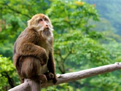 峨眉山看充满灵性的猴子_旅游频道_凤凰网