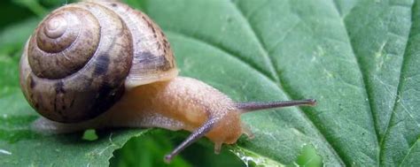 蜗牛的生活习性，附事物特性和生殖特性 - 农敢网