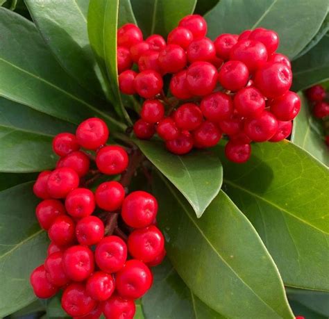 日本红花茵芋图片